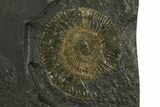 Dactylioceras Ammonite Cluster - Posidonia Shale, Germany #180329-1